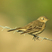 American Pipit