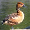 Fulvous Whistling-Duck