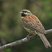Cirl Bunting
