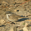 Sage Sparrow