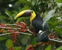 Mostly referred to in AOU as Chestnut-mandibled toucan or Swainsin's Toucan

Ramphastos swainsonii