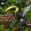 Black-mandibled Toucan