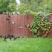 This is a small group of a much larger flock of Grackles migrating through Detroit in the Fall, stopping for a snack in my backyard. They came back the next year, very same date.