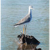 Lesser Yellowlegs