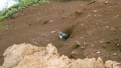 Nesting Shearwater