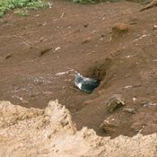Nesting Shearwater