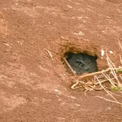 Nesting down covered Shearwater
