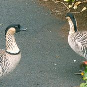 Mating Season For the Nene on Kauai, HI