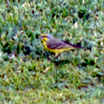 Yellow-fronted Canary