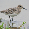 Baird's Sandpiper