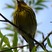 Cape May Warbler