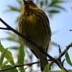 Cape May Warbler
