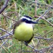 Great Kiskadee