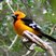 Altamira Oriole