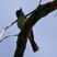 Dusky-capped Flycatcher