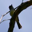 Dusky-capped Flycatcher
