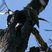 Arizona Woodpecker