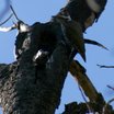 Arizona Woodpecker