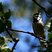 Bridled Titmouse