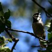 Bridled Titmouse