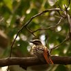 Sulphur-bellied Flycatcher