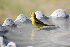 Orchard Oriole - female