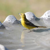 Orchard Oriole - female