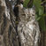 African Scops-Owl