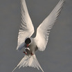 Arctic Tern