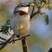 Black-chested Prinia