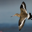 Black-tailed Godwit