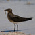 Black-winged Pratincole