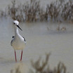 Black-winged Stilt