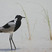 Blacksmith Plover