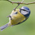 Eurasian Blue Tit