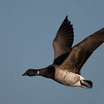 Brant