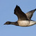 Brant