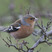 Chaffinch
