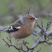 Chaffinch
