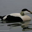 Common Eider