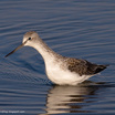 Common Greenshank