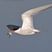Common Tern