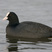 Eurasian Coot