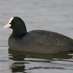 Eurasian Coot
