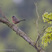 Dartford Warbler