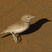Dune Lark