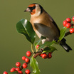 European Goldfinch