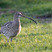 Eurasian Curlew