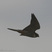 Eurasian Hobby