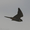 Eurasian Hobby